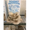 Mushroom Grain master Spawn Bag 1.7KG Pleurotus ostreatus Grey Oyster BEST YIELDING  - FREE EXPRESS SHIPPING 